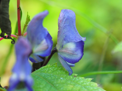 Aconitum episcopale_400x300