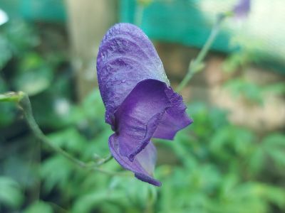 Aconitum henryi ‘Spark’s Variety’_400x300
