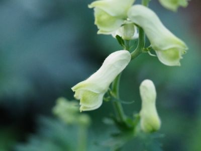 Aconitum krylovii 'Moon by Luna'_400x300