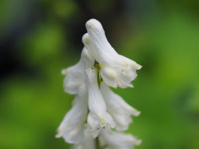 Aconitum septentrionale 'Ivorine'_400x300