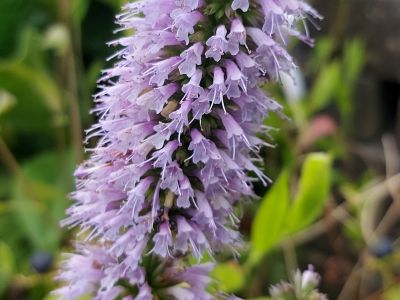 Agastache 'Beelicious Blue'_400x300