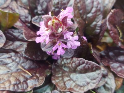 Ajuga reptans 'Midnight Mistery'_400x300