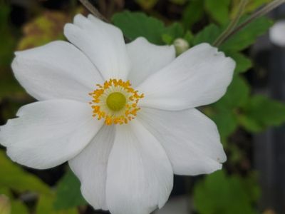 Anemone hybrida 'Geante des Blanches'_400x300