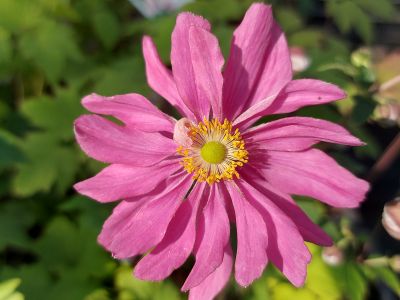 Anemone hybrida 'Harlequin Pastel'_400x300