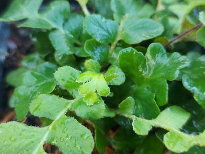 Asplenium ceterach_400x300