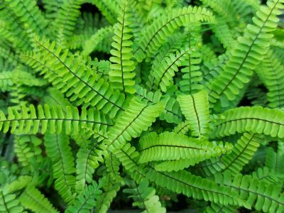 Asplenium monanthes_400x300