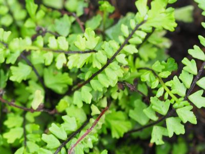 Asplenium trichomanes 'Stuart Williams'_400x300