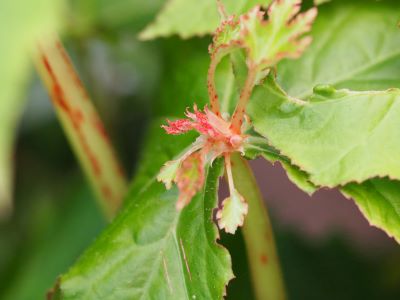 Begonia koelzii_400x300