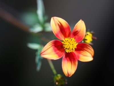 Bidens triplinervia 'Teevlek'_400x300