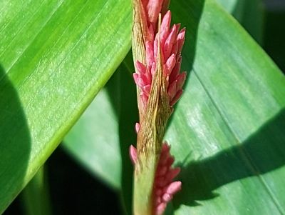 Carex scaposa_bloemroze_400x300