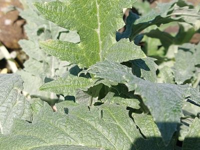 Cynara scolymus_400x300