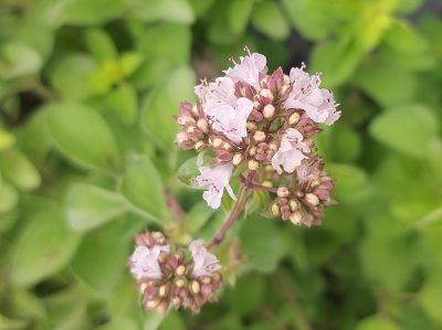 Origanum vulgare 'Aureum'_400x300