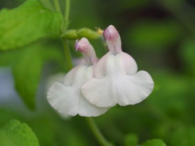 Salvia 'Cool Cream'_400x300