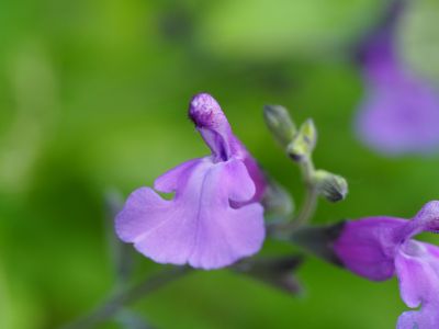 Salvia 'Cool Violet'_400x300