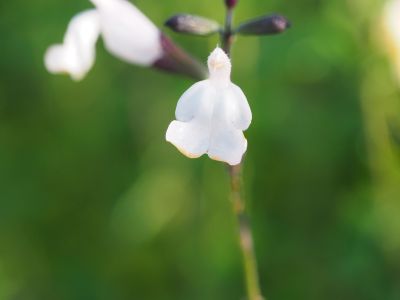 Salvia 'Cream Soda'_400x300
