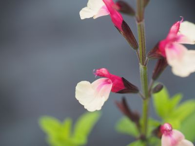 Salvia 'Cuello Cream Pink'_400x300