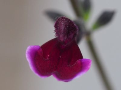 Salvia ‘Blackberry Ripple’_400x300