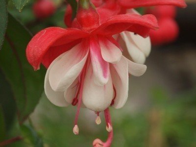 Fuchsia ‘Sir Matt Busby’_400x300 | Kwekerij Morning Glory