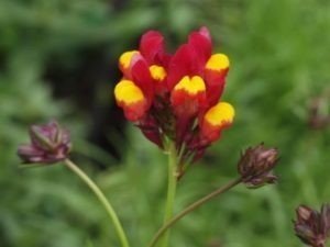 Linaria reticulata ‘Flamenco’_400x300 | Kwekerij Morning Glory