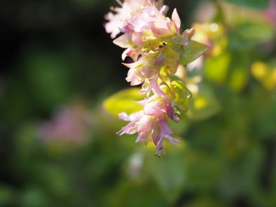 origanum dingle fairy_400x300