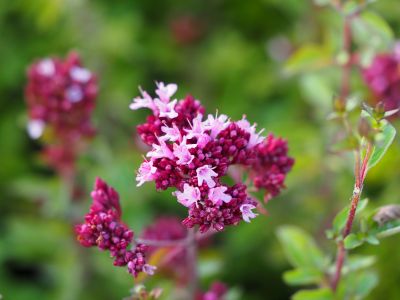 origanum laevigatum herrenhausen_400x300