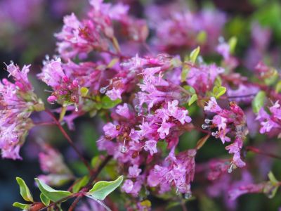 origanum laevigatum hopleys_400x300