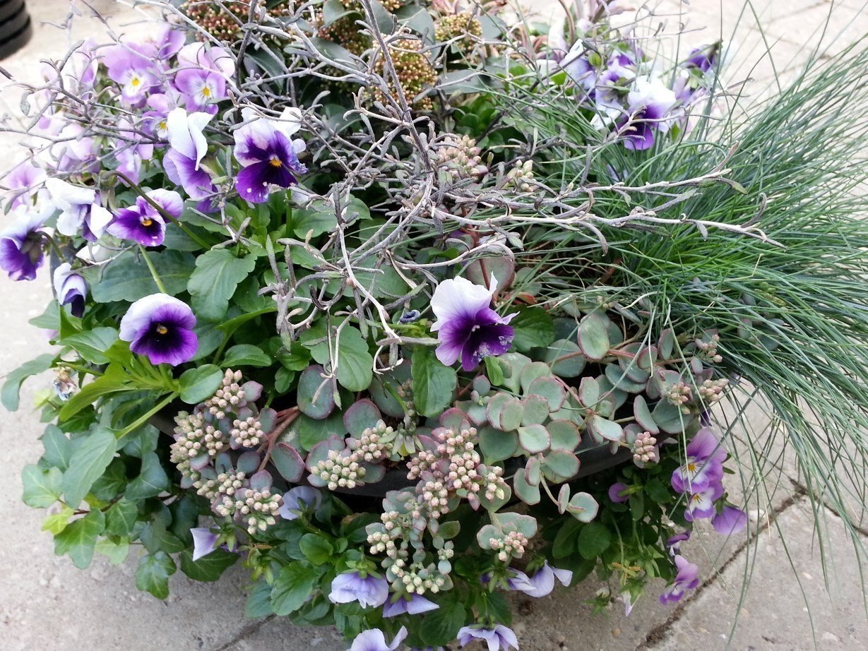 winter hanging basket (7) Kwekerij Morning Glory